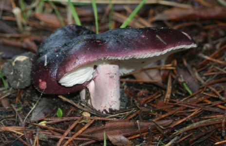 Purple Capped Mushroom