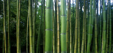 Bamboo