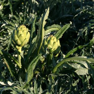 Artichokes in the Field
