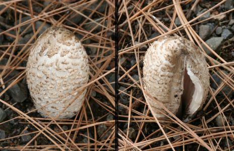 Odd White Mushrooms