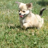 Chihuahua puppy