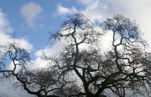 Big Oak Tree with no leaves in Oakland Hills