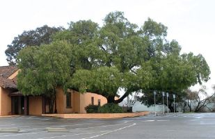 Pepper Tree in San Juan Bautista
