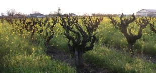 Mustard in Dormant Vineyard