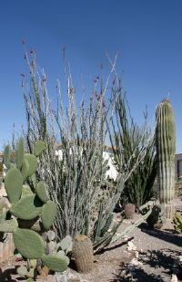 cactus garden