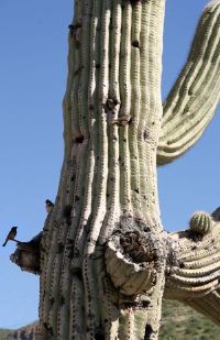 Birds Nests in Suguaro Cactus