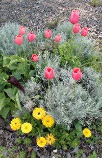 Beautiful Spring Flowers