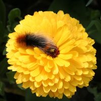  wooly caterpillar
