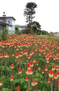 Red Hot Pokers