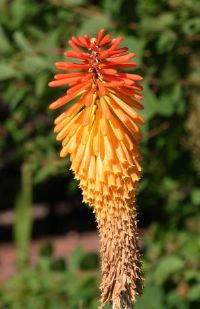 Red Hot Poker