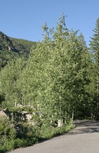 Aspen trees