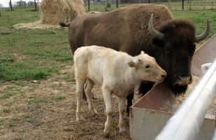 White Buffalo Calf