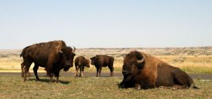 Buffalo