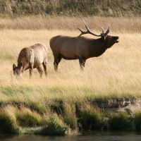 Bull Elk
