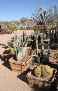 Cactus Nursery