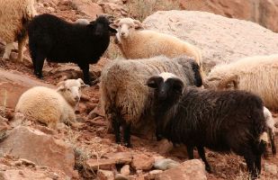 wild sheep