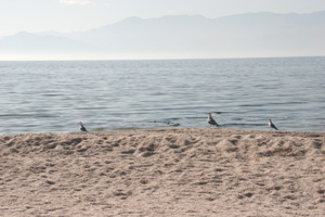 Shells at the Salton Sea