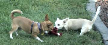 Chihuahuas