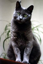 Blue American  Shorthair