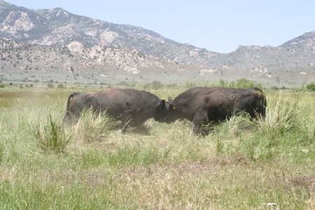 Bulls Butting Heads