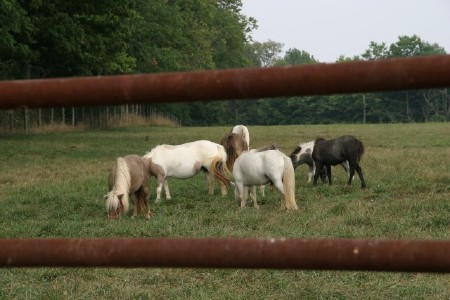 Miniature Horses