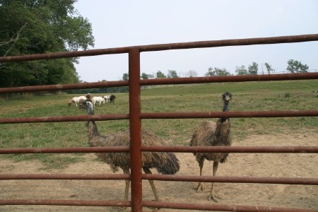 Emus