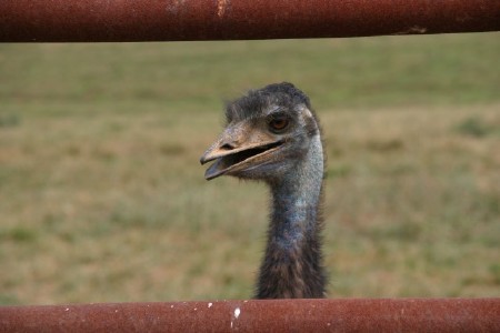 Emus