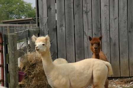 Shorn Alpacas