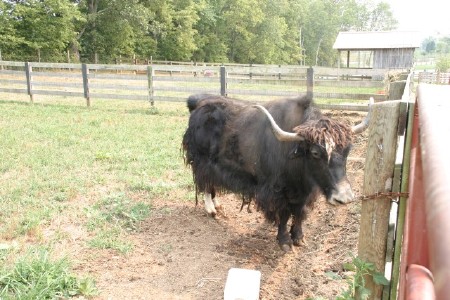 Yaks