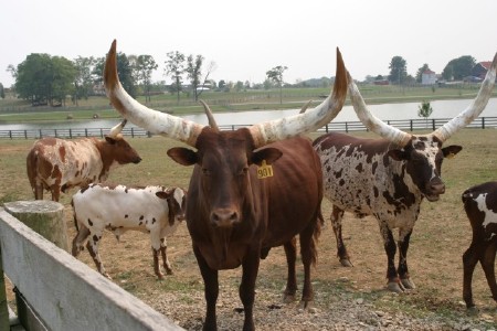 Watusi Cattle