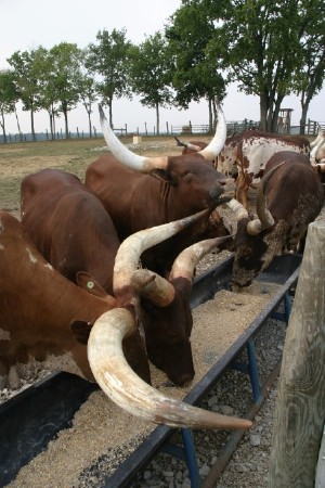 Watusi Cattle