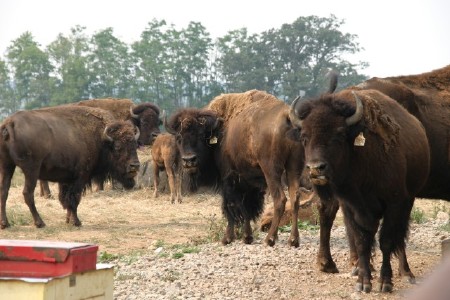 Herd of Buffalo
