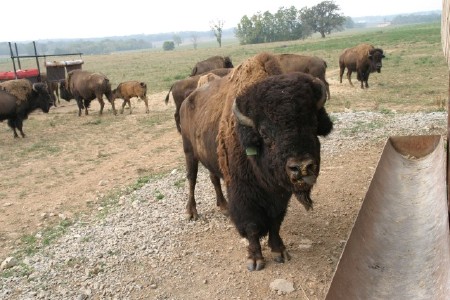 Buffalo Bull