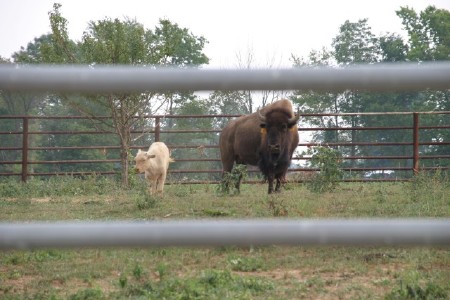 White Buffalo Calf and Mother