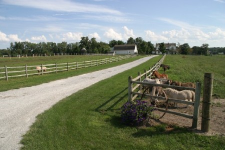 Amish Farm