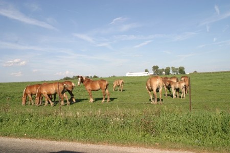 Draft Horses