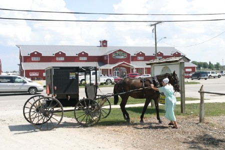 Girl handling horse and buggy
