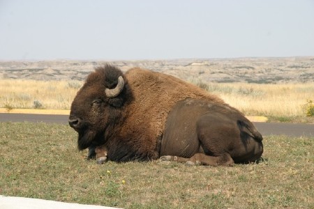 Buffalo in Parking Lot
