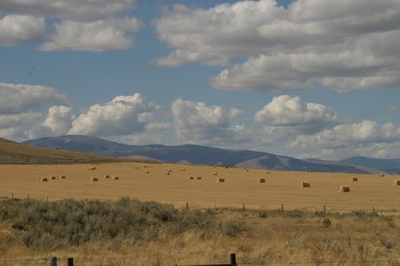 Hay bales in field