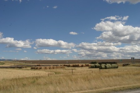 Hay bales in field