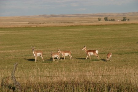 Antelope