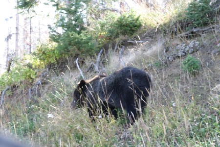 Black Bear