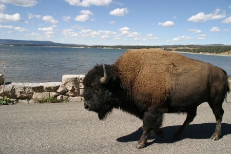 Bull Buffalo