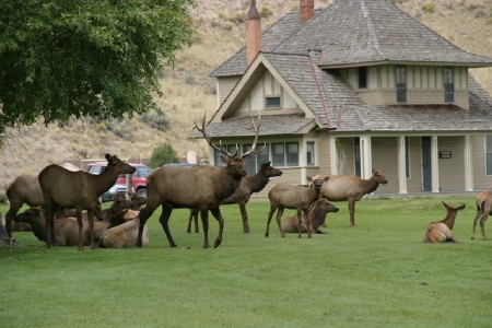 Herd of Elk at Mammoth Springs Visitors Center