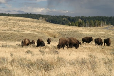 Buffalo Herd