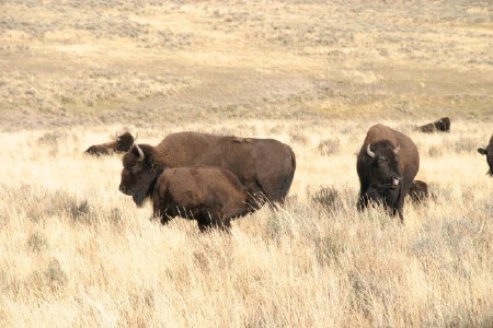 Buffalo Herd
