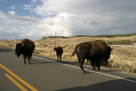 Buffalo Herd