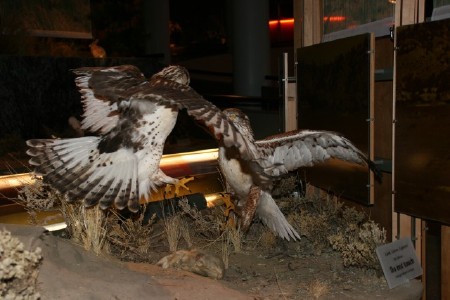 Bird fight