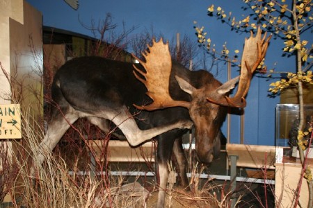 Moose