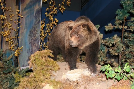 Grizzly Bear